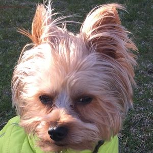 Meet your Posher, Molly